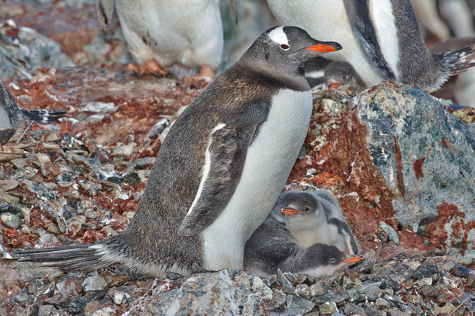 gentoo penguin with chick